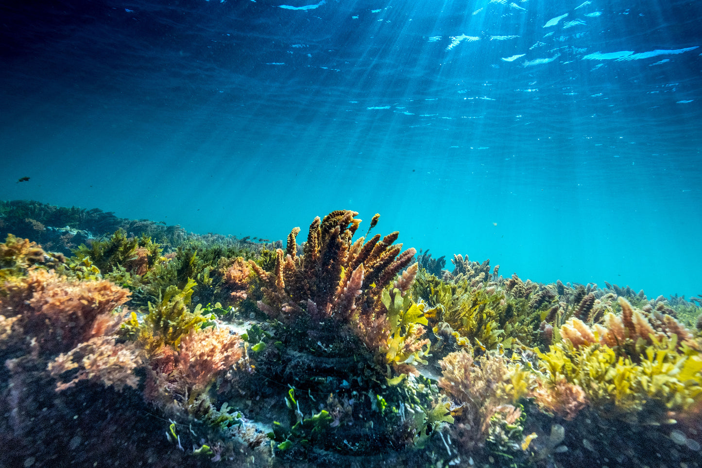 Deep Blue - Kings Beach - Photography Sunshine Coast