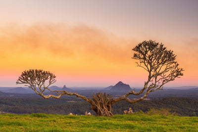 Overy Tree - Glasshouse Mountains - Photography Sunshine Coast