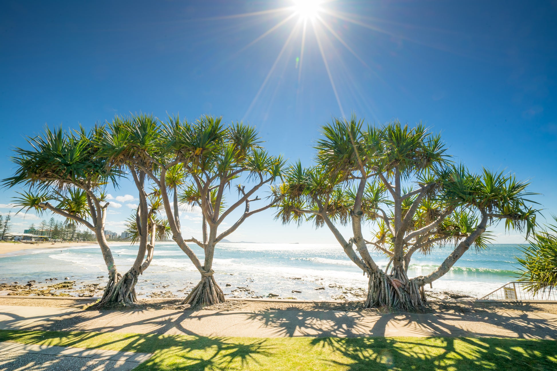 Alex Headland Pandanus - Photography Sunshine Coast