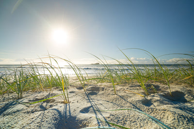 Morning Grass - Mudjimba Beach - Photography Sunshine Coast