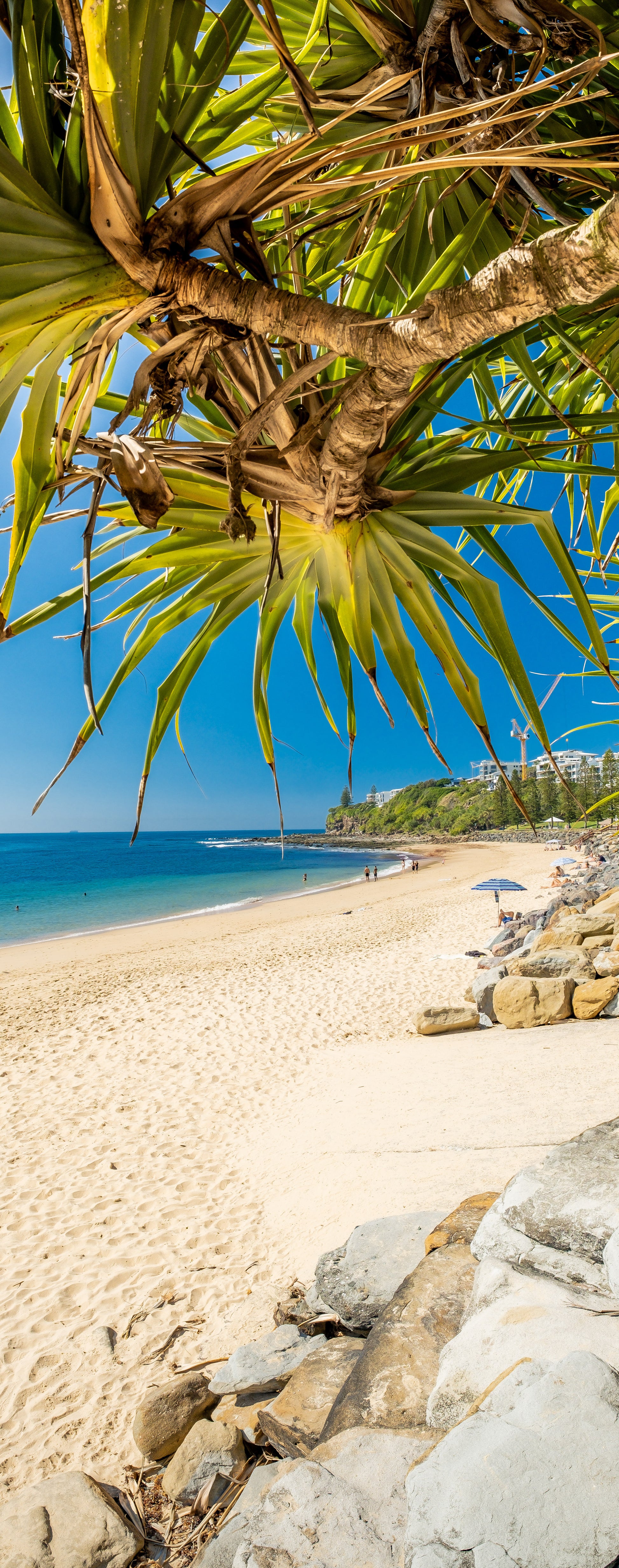 Moffat Pandanus Vert - Photography Sunshine Coast