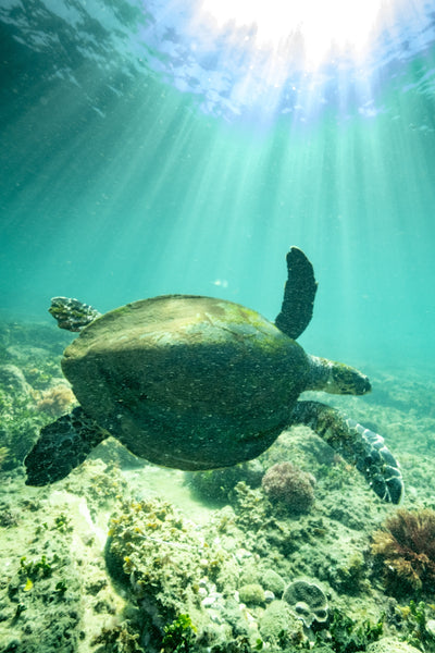 Tommy Turtle - Kings Beach - Photography Sunshine Coast