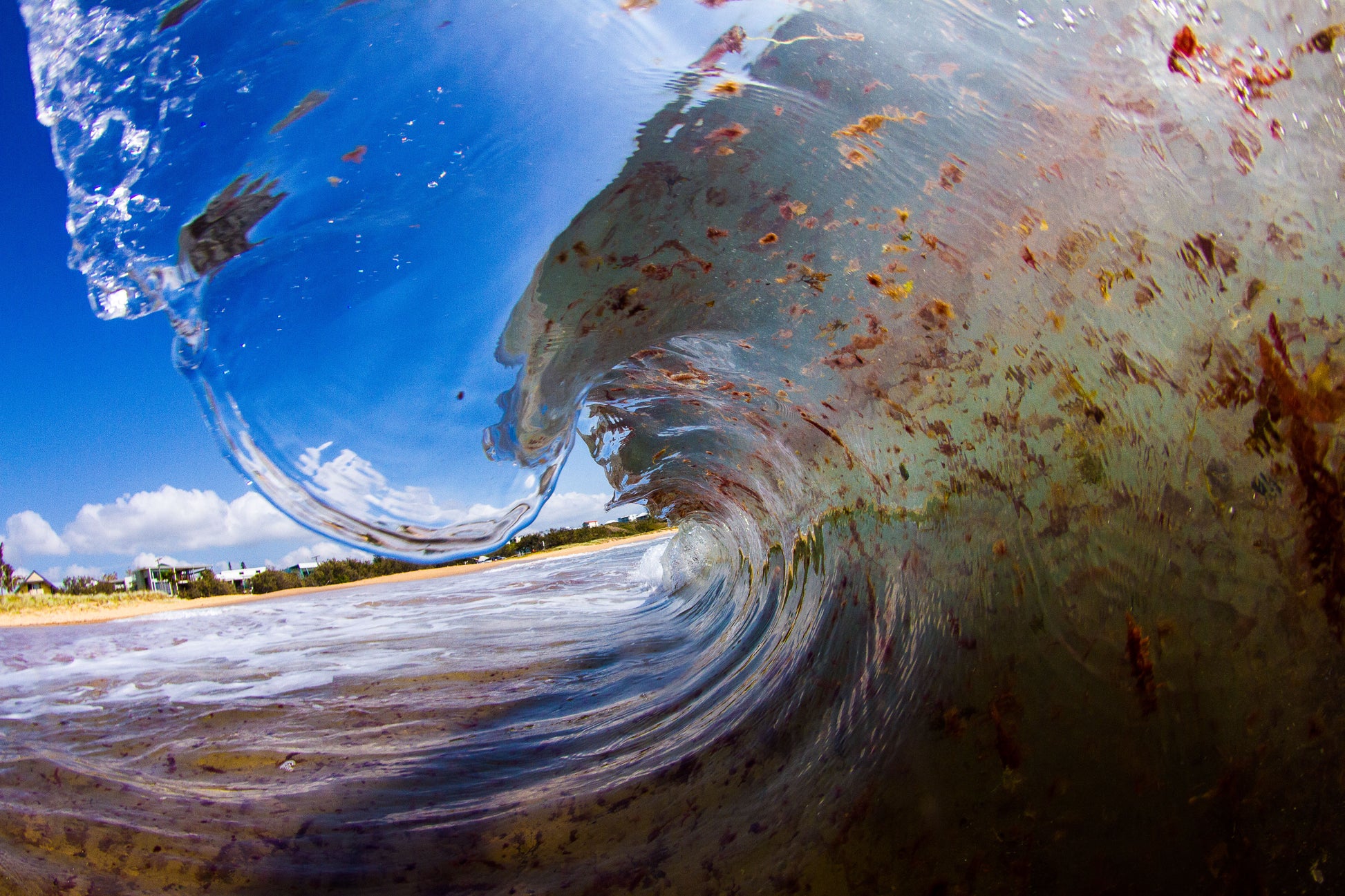Seaweed Smack - Shelly Beach - Photography Sunshine Coast