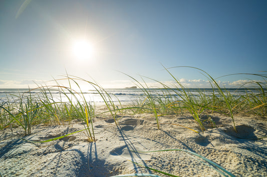 Mudjimba Grass II - Photography Sunshine Coast