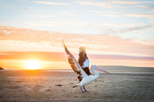 Pelican Take off -  Currimundi - Photography Sunshine Coast