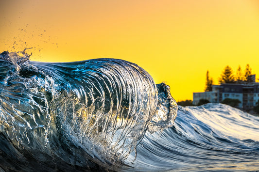 Tentacles - Photography Sunshine Coast