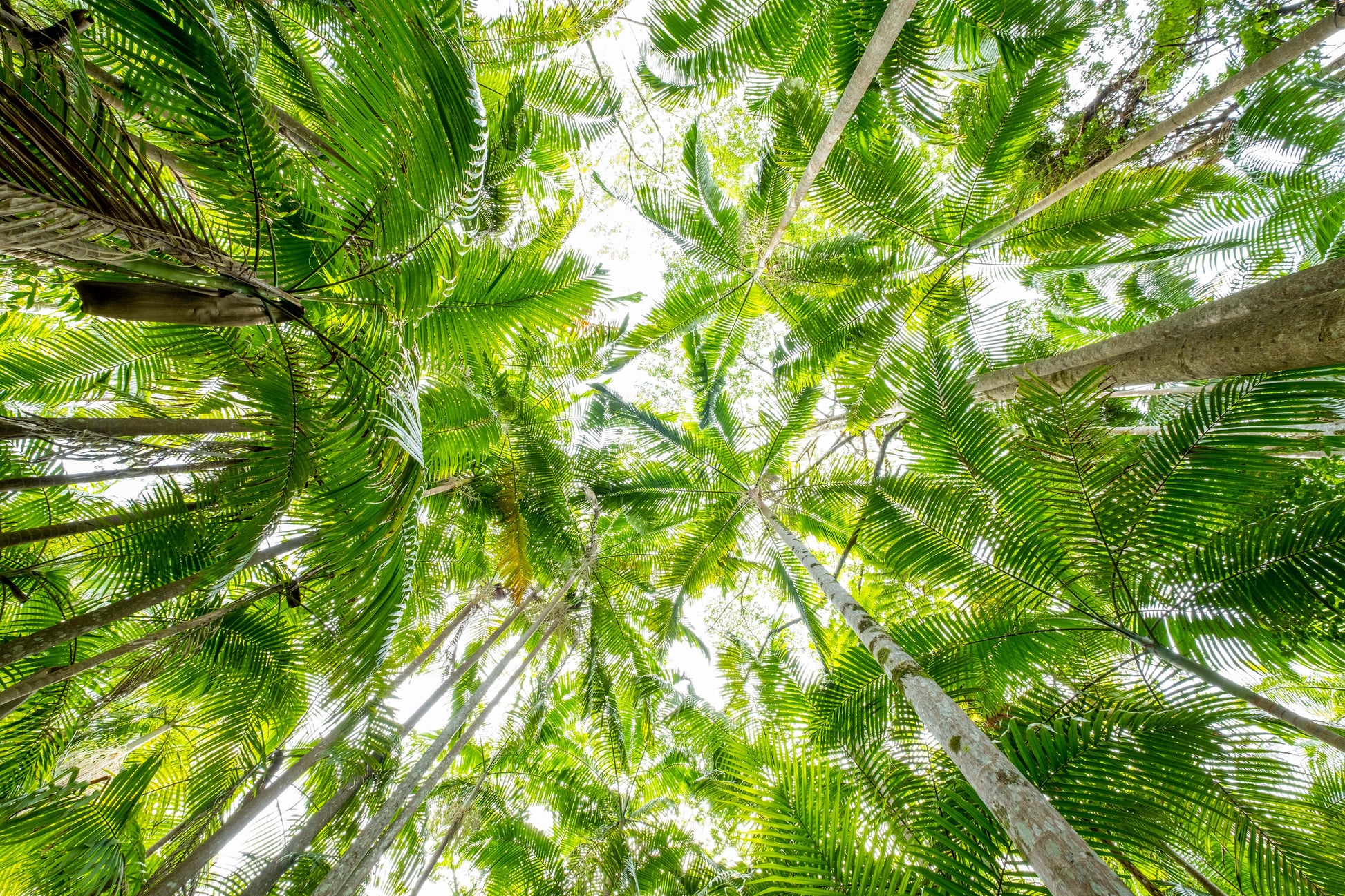 Buderim Palms - Photography Sunshine Coast