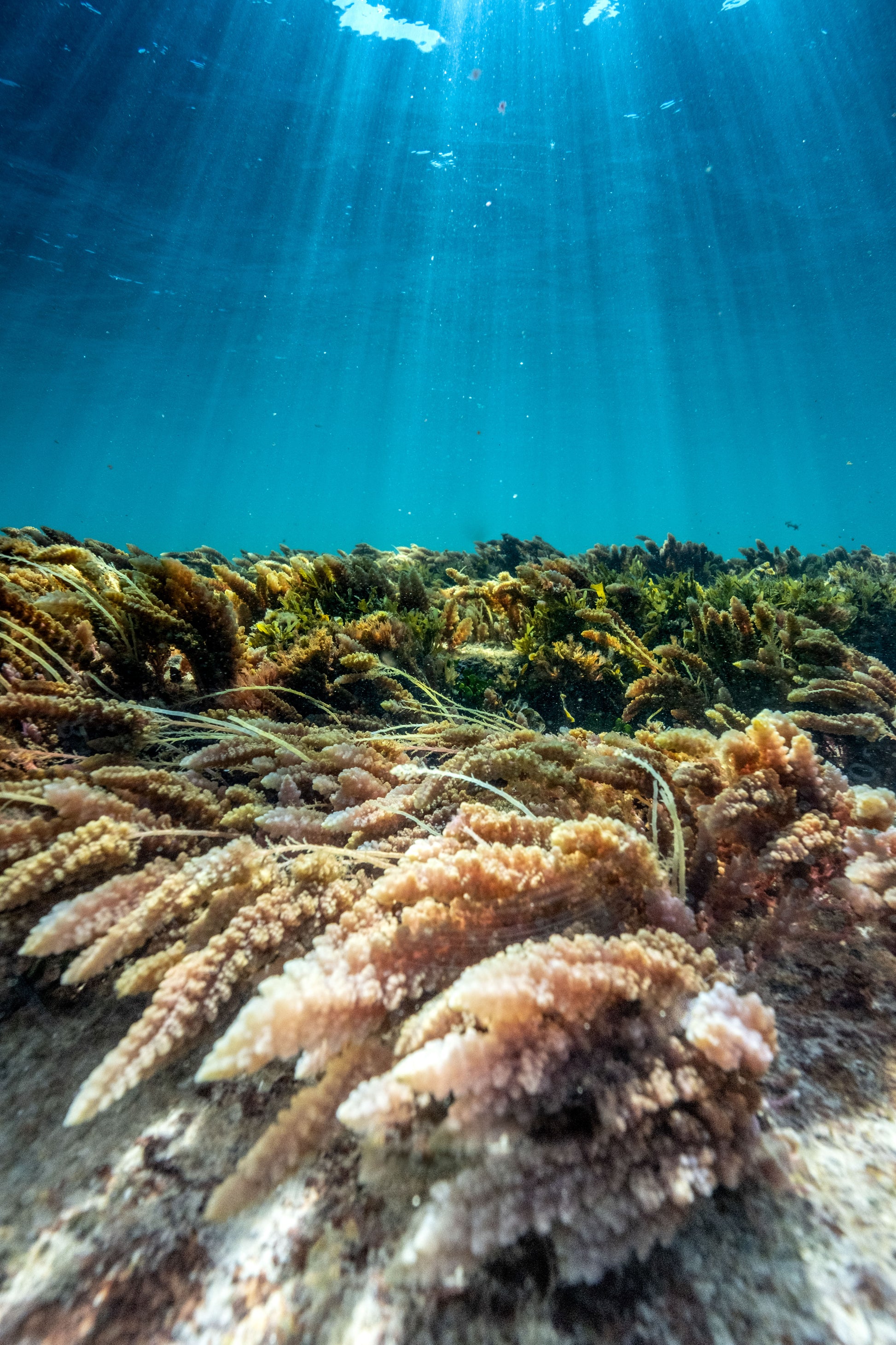 Underwater Garden - Photography Sunshine Coast