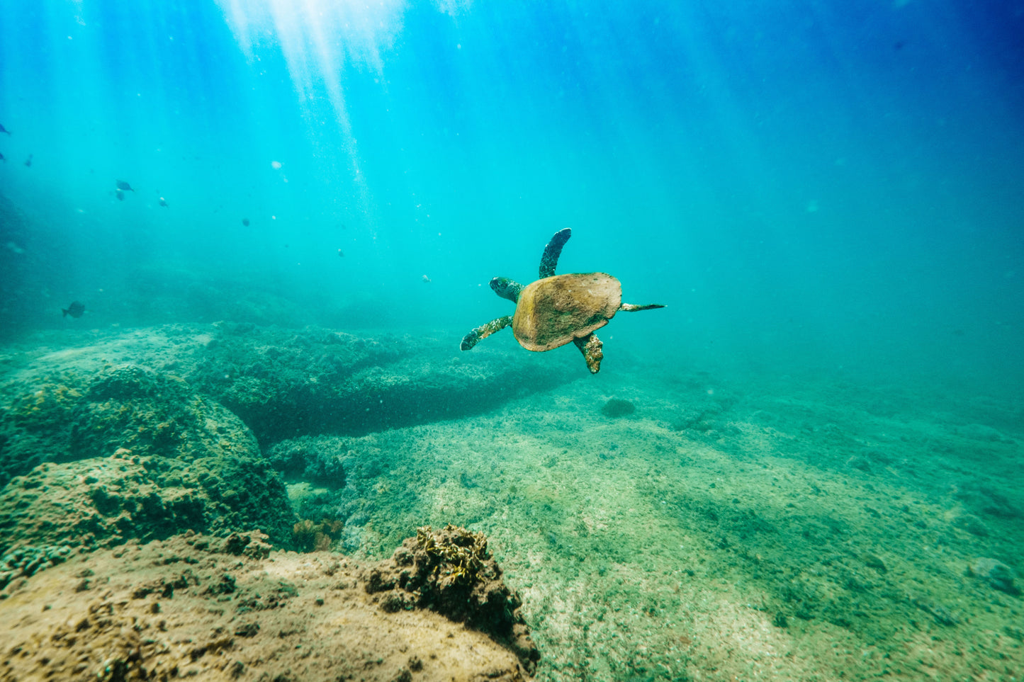 Turtle II - Photography Sunshine Coast