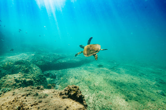 Turtle II - Photography Sunshine Coast