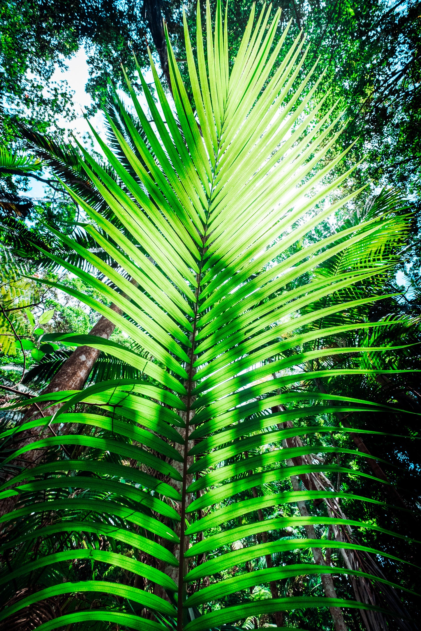Palm Fern - Photography Sunshine Coast