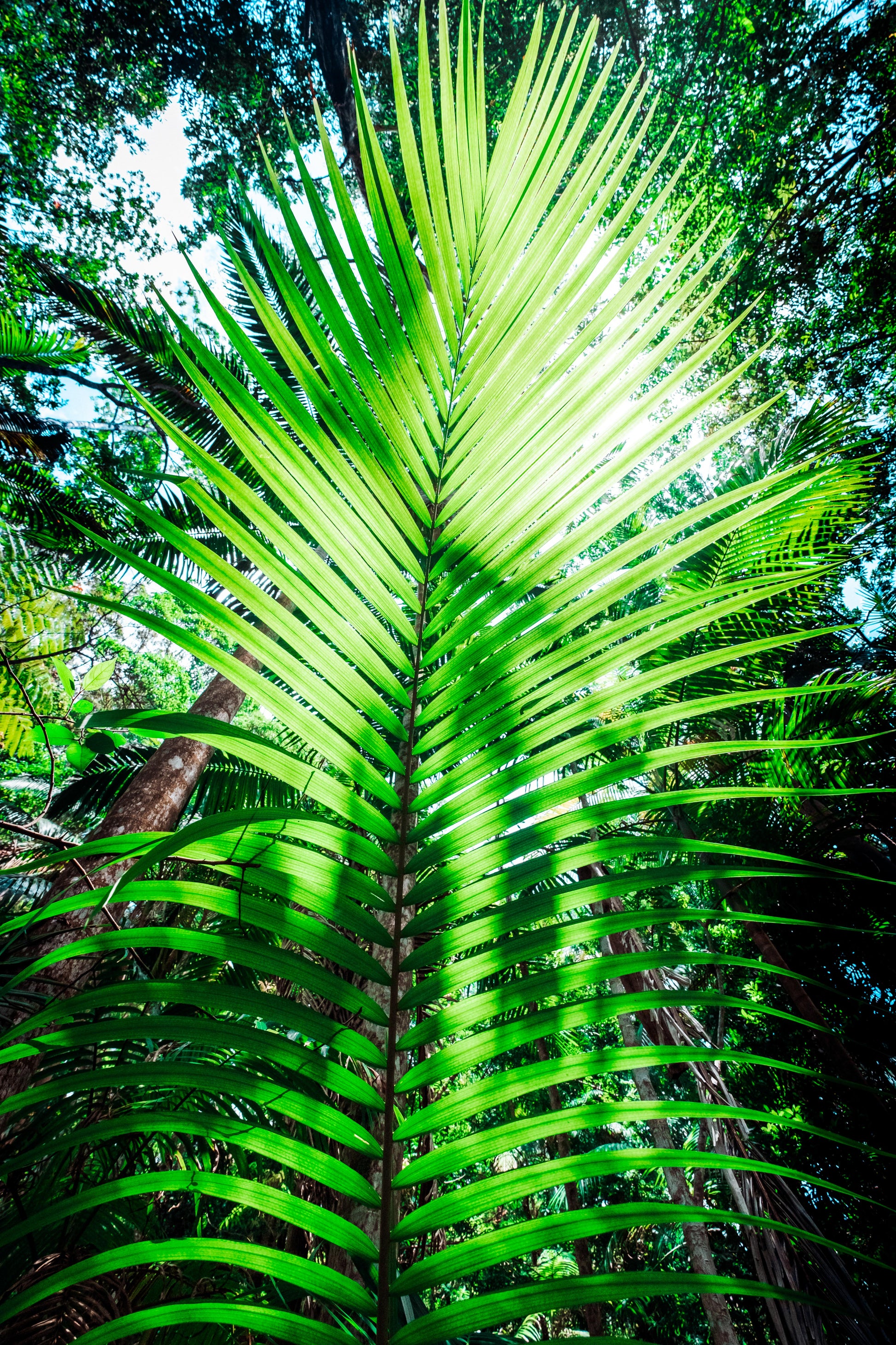 Palm Fern - Photography Sunshine Coast