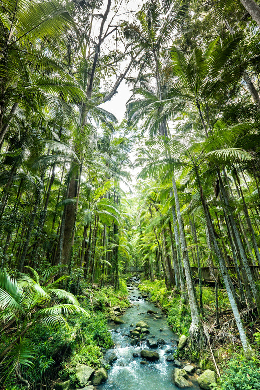 Buderim Rainforest - Photography Sunshine Coast