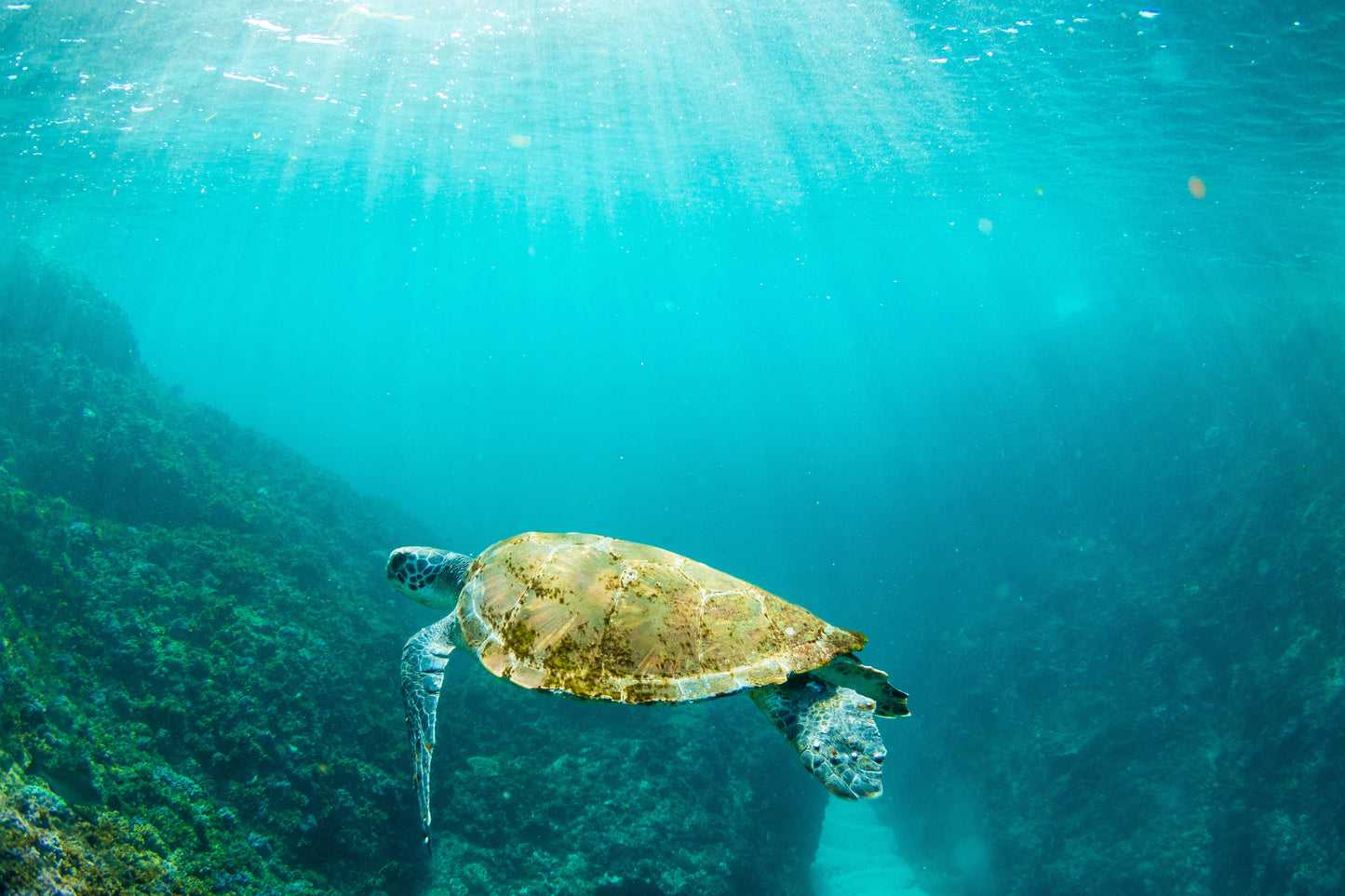 Tommy Turtle - Photography Sunshine Coast