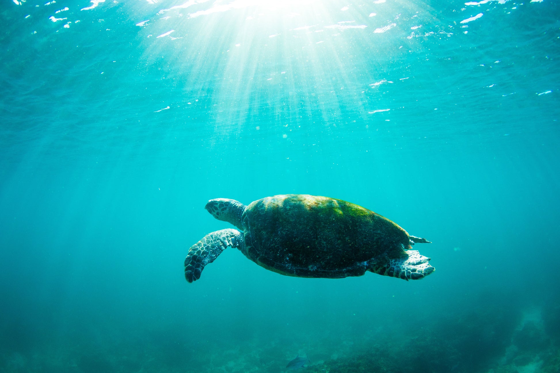 Old Turtle Rays - Photography Sunshine Coast