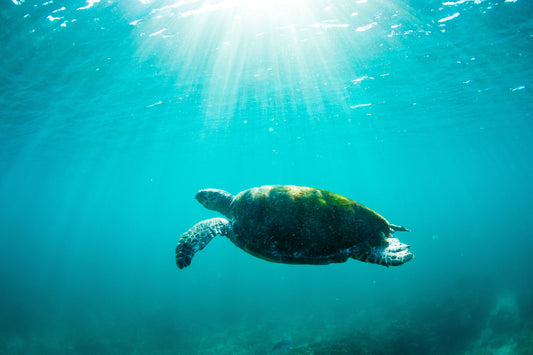 Old Turtle Rays - Photography Sunshine Coast