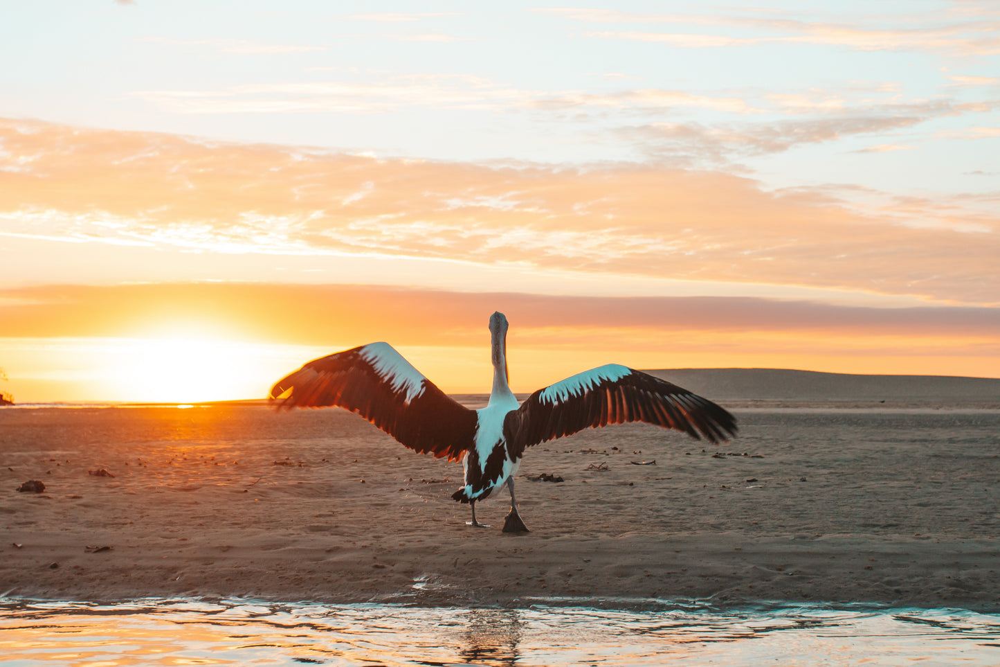 Pelican Sunrise - Photography Sunshine Coast