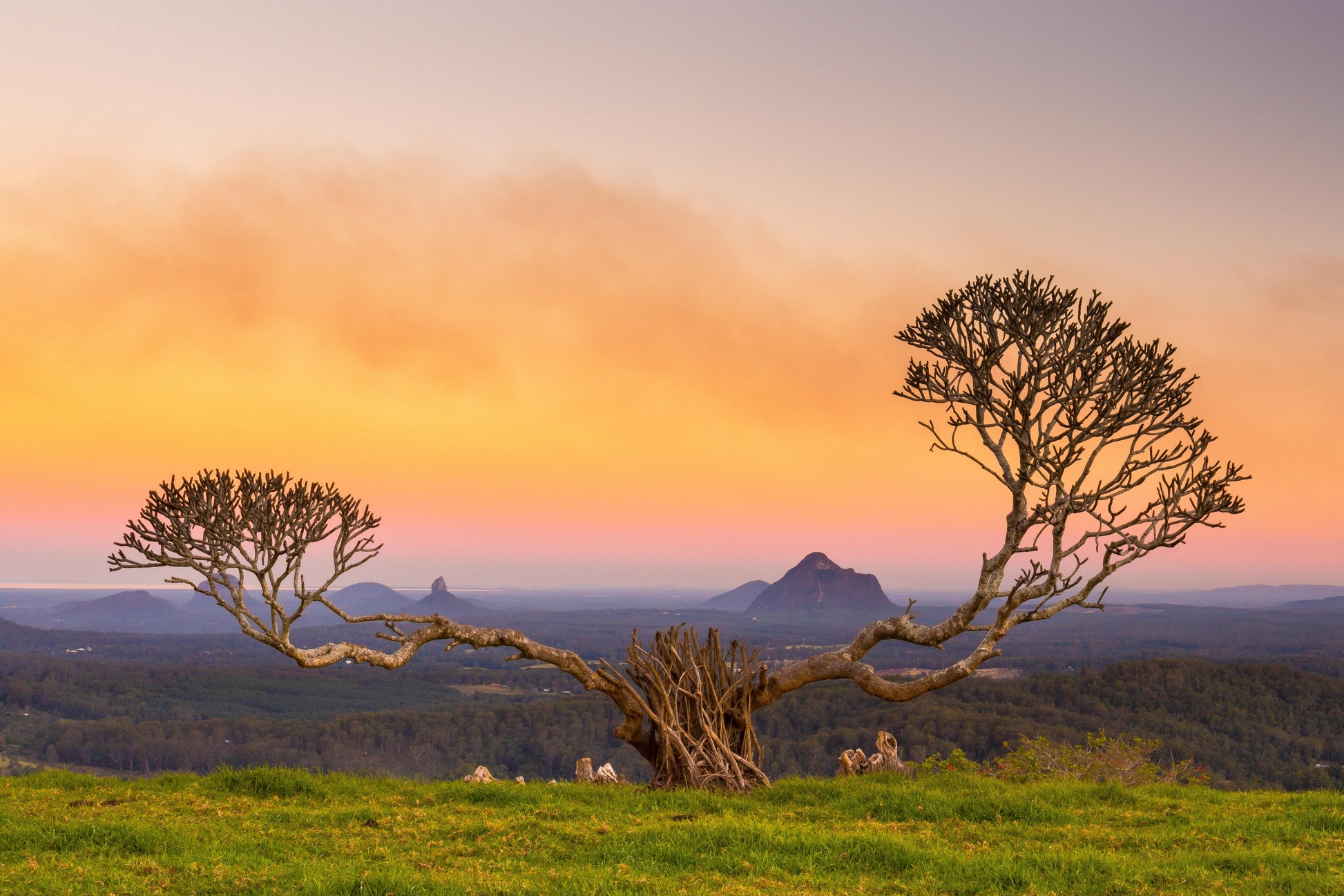 Maleny Overy Tree - Photography Sunshine Coast