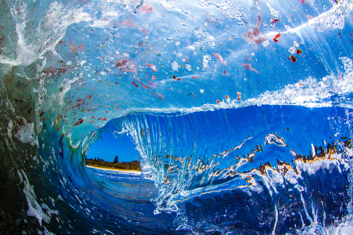 Seaweed Smack - Photography Sunshine Coast