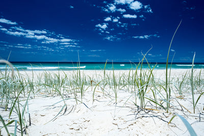 Double Island Grass - Photography Sunshine Coast