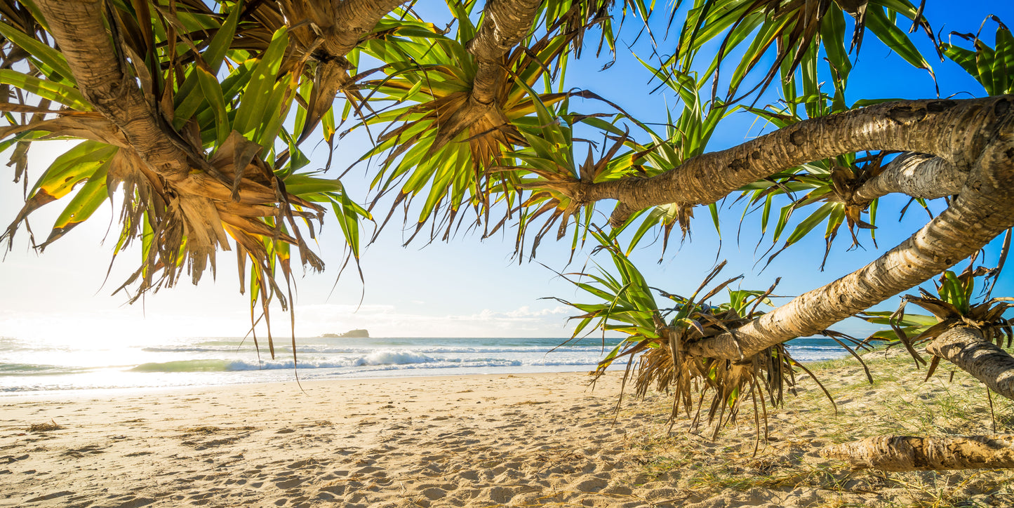 Mudjimba Pandanus - Photography Sunshine Coast