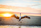 Pelican Sun Bath - Currimundi Lake - Photography Sunshine Coast