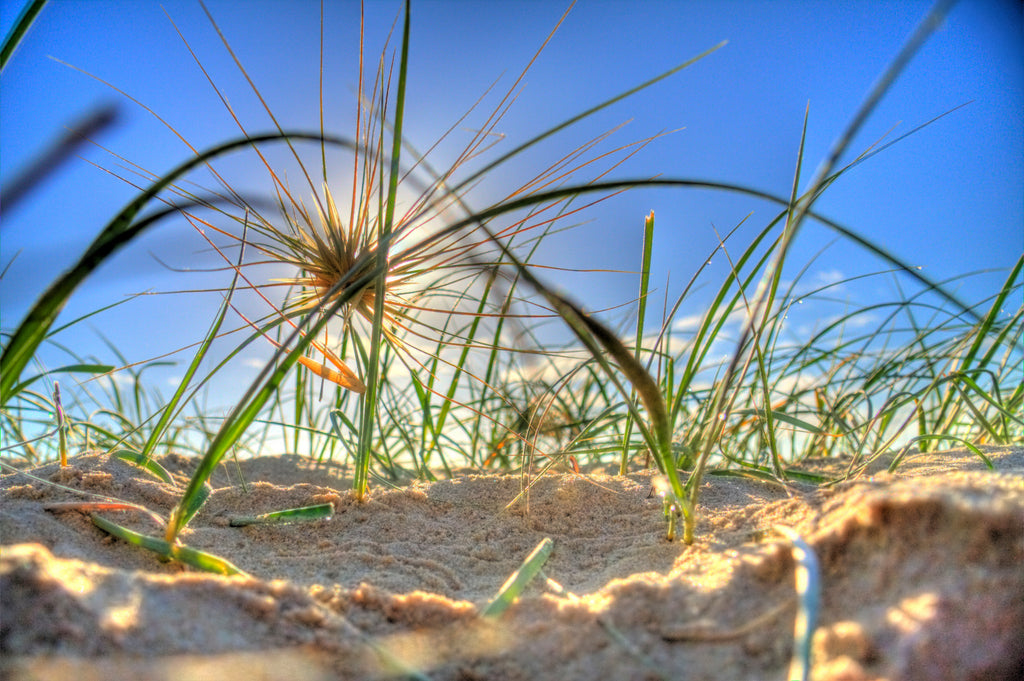 Tumble Grass - Photography Sunshine Coast