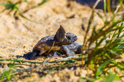 Baby Turtle - Shelly Beach - Photography Sunshine Coast