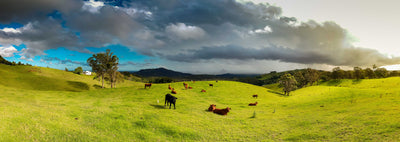 Maleny Cows - Photography Sunshine Coast